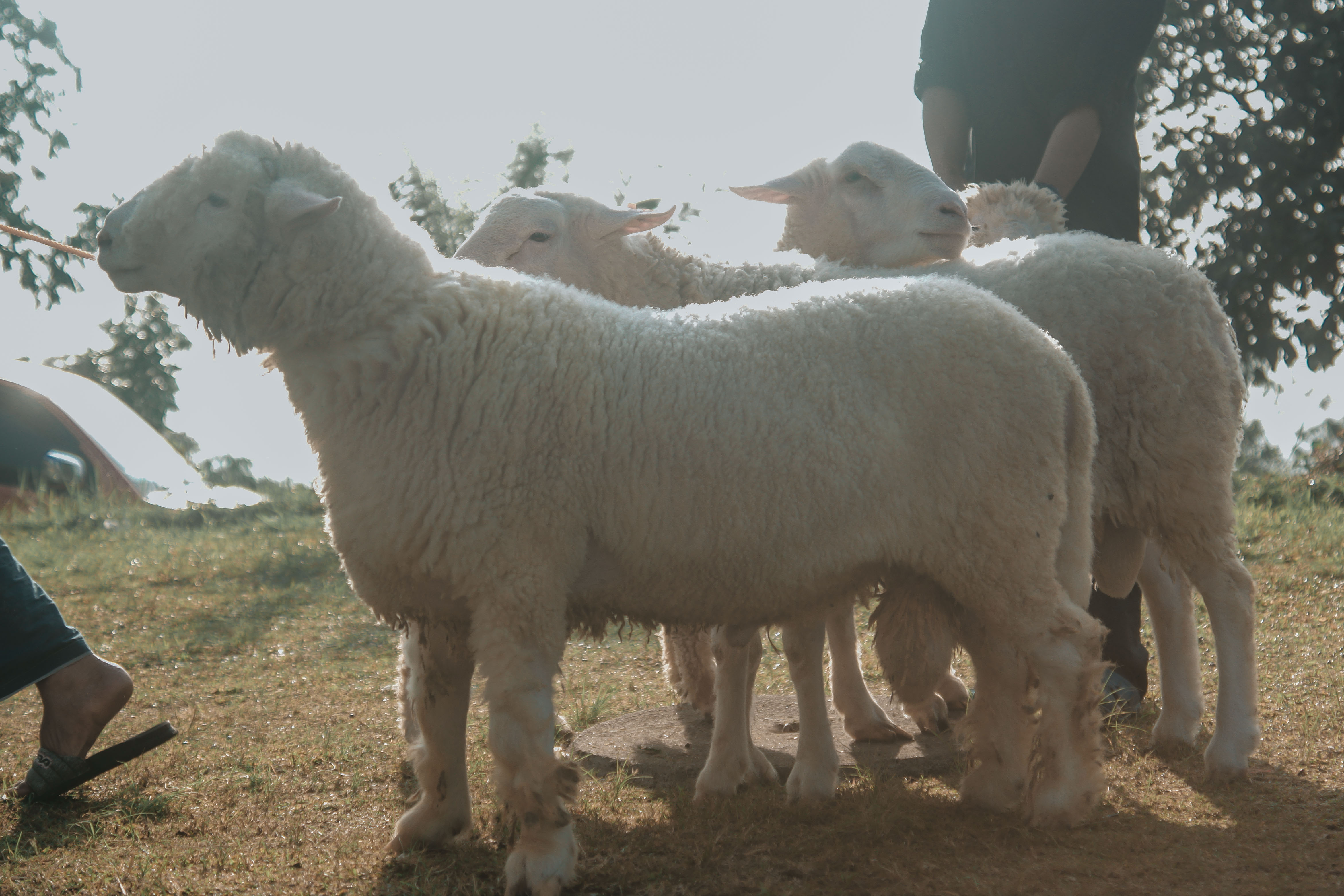 Mahir Farm